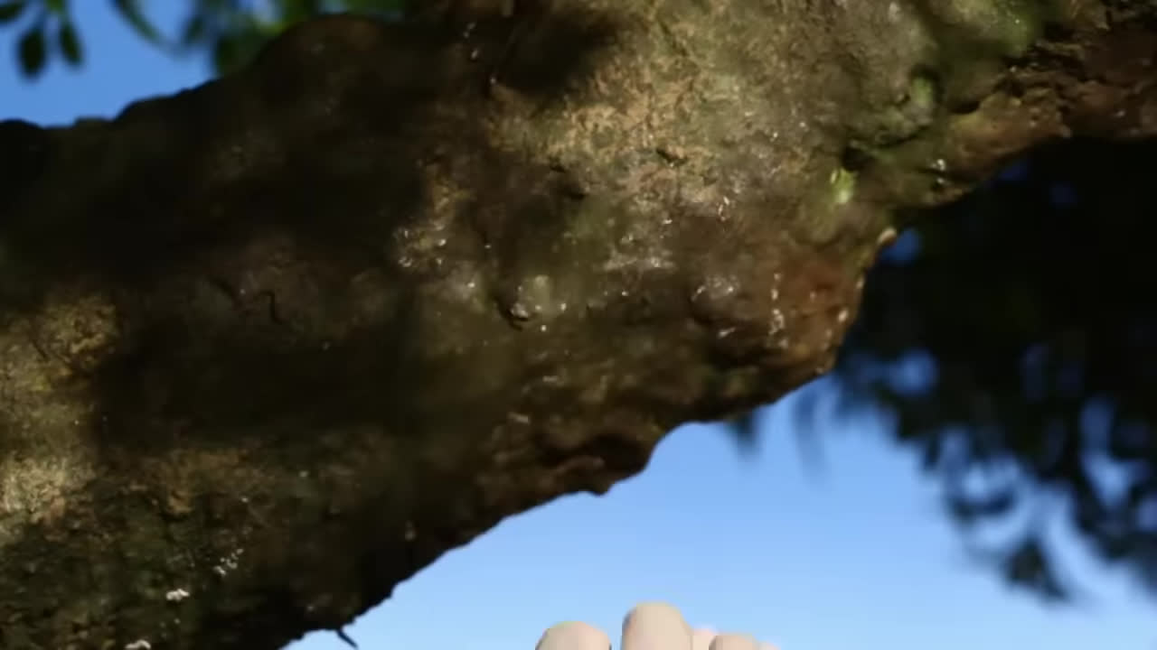 پوستر 🔴زنده تیمی و دوستان تی وی - قسمت های کامل🐑 کارتون برای...