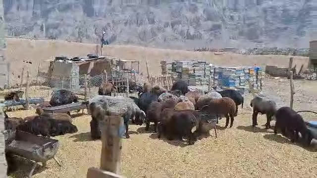 پوستر تشخیص ابستنی بودن گوسفند