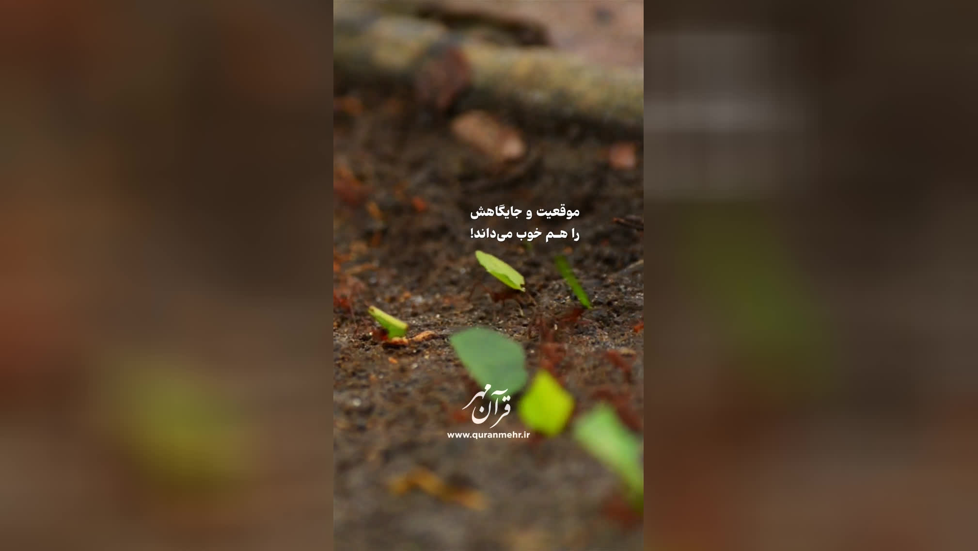 رزق و روزی - سوره هود آیه 6 (قرآن مهر)